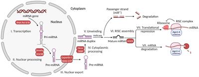 MicroRNAs modulate neuroinflammation after intracerebral hemorrhage: Prospects for new therapy